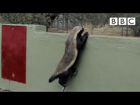 Honey Badger Ou Ratel En Francais L Animal Rigolo Et Mechant Des Savanes