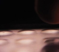 tactus