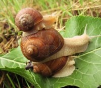 7179983-pyramid-of-three-snails-on-the-green-leaf-close-up