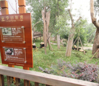 google maps google street view zoo parcs animaliers monde China’s Chengdu Research Base of Giant Panda Breeding