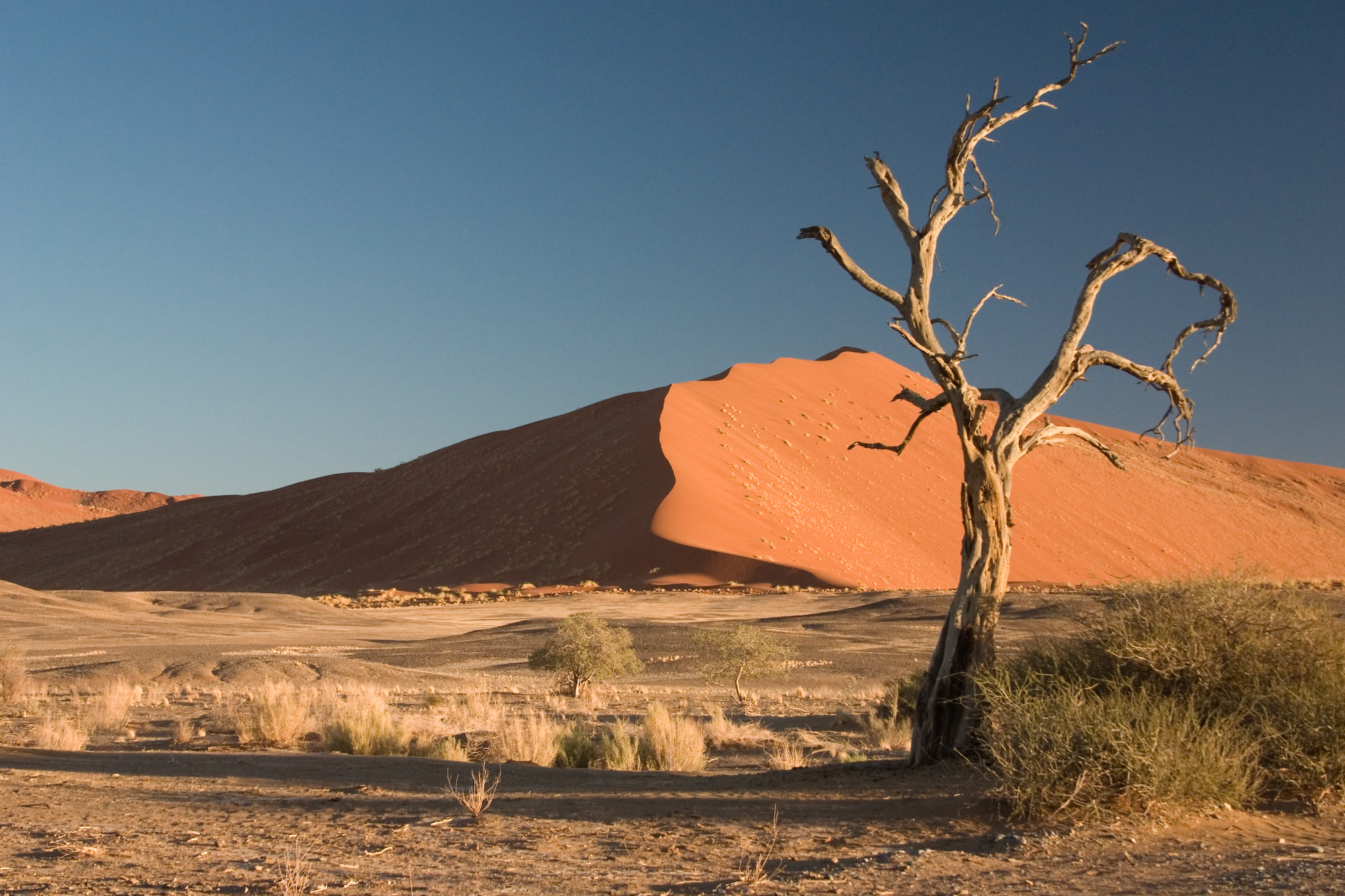 google plus desert