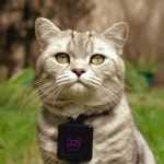 Catstacam transforme votre chat en action cam (et potentiellement en star d’Instagram)