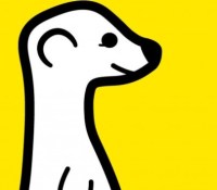 meerkat