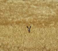 roe-deer-423597_640
