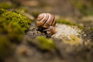 nature-animal-snail-macro