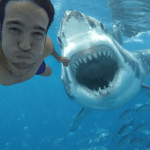Les selfies ont été plus souvent mortels que les requins en 2015 Les selfies ont été plus souvent mortels que les requins en 2015