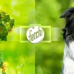 Fetch!, l’application de Microsoft pour détecter la race d’un chien