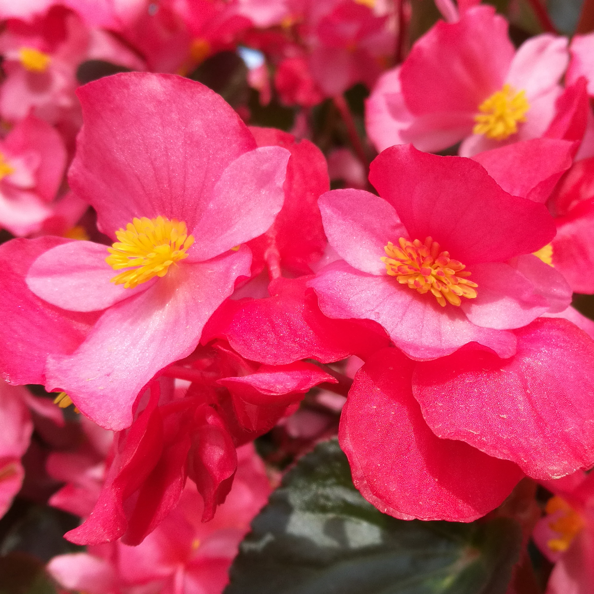 Fleurs Honor 8