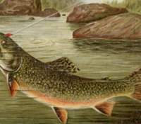 trout_painting_-_american_fishes