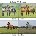 Insolite : cette intelligence artificielle transforme les chevaux en zèbres