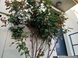 IMG_20170427_195729_HDR