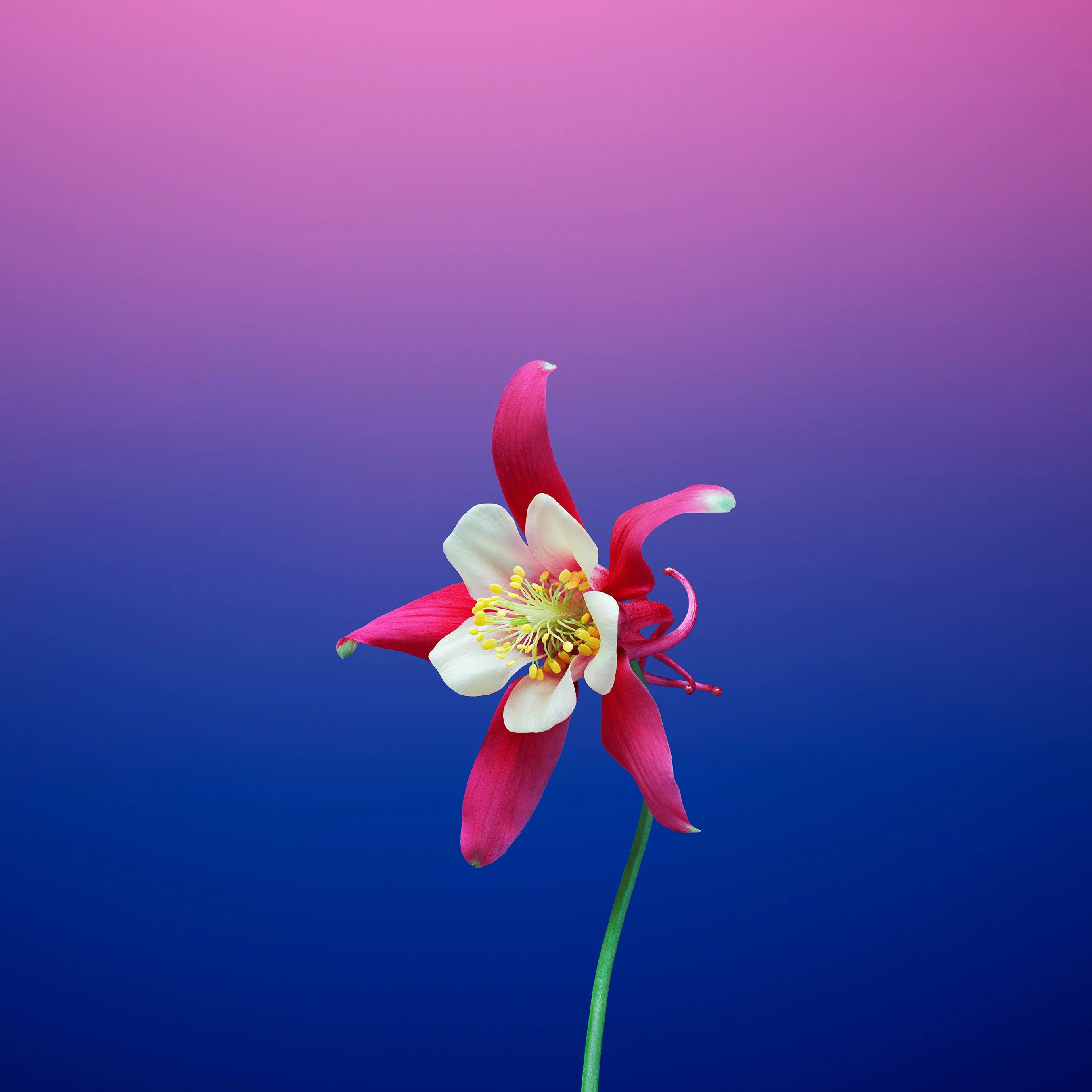 flower_aquilegia