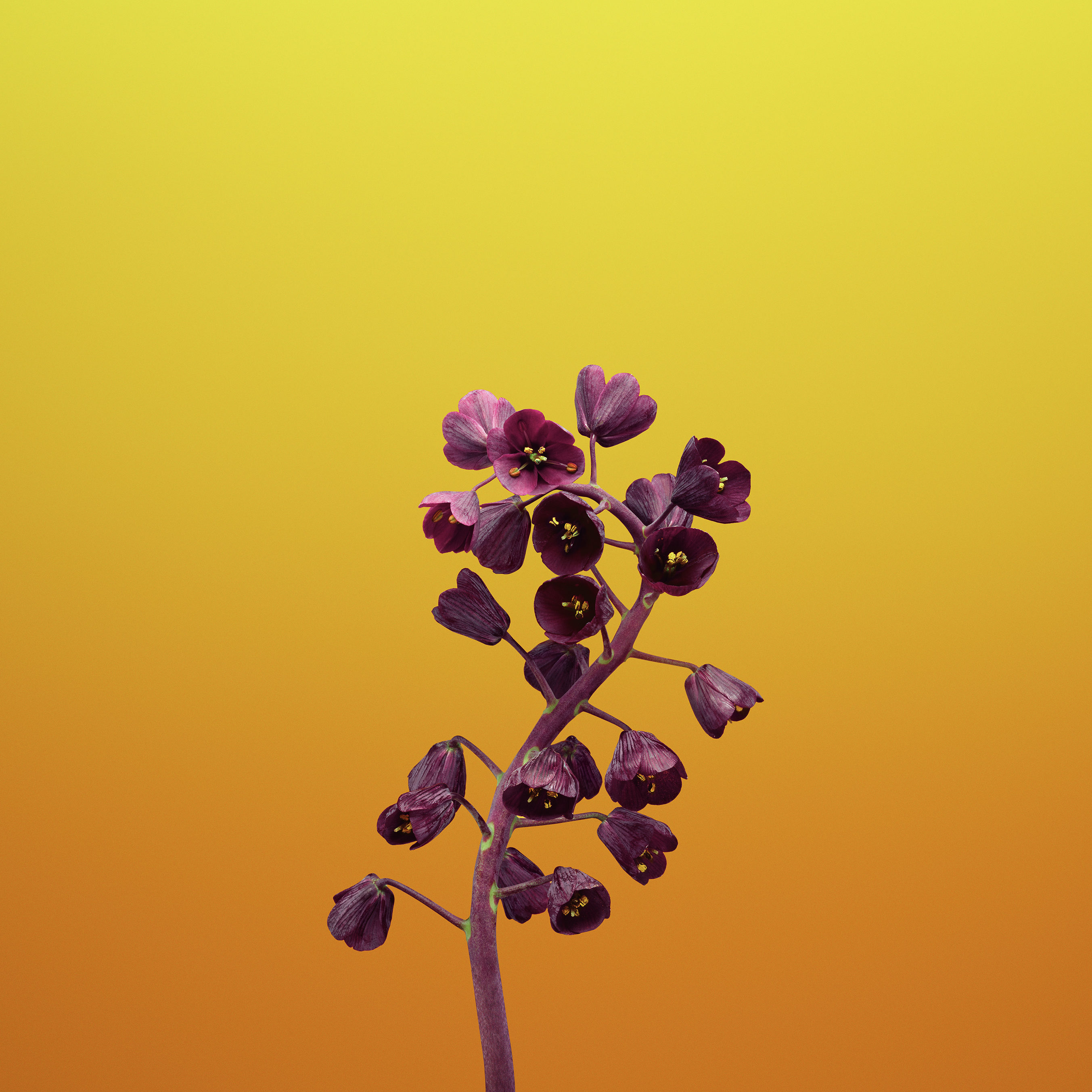 flower_fritillaria