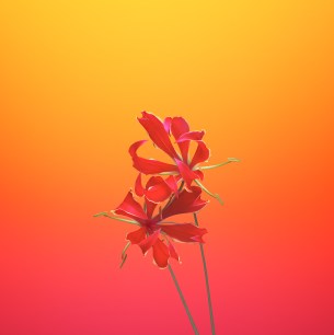 flower_gloriosa