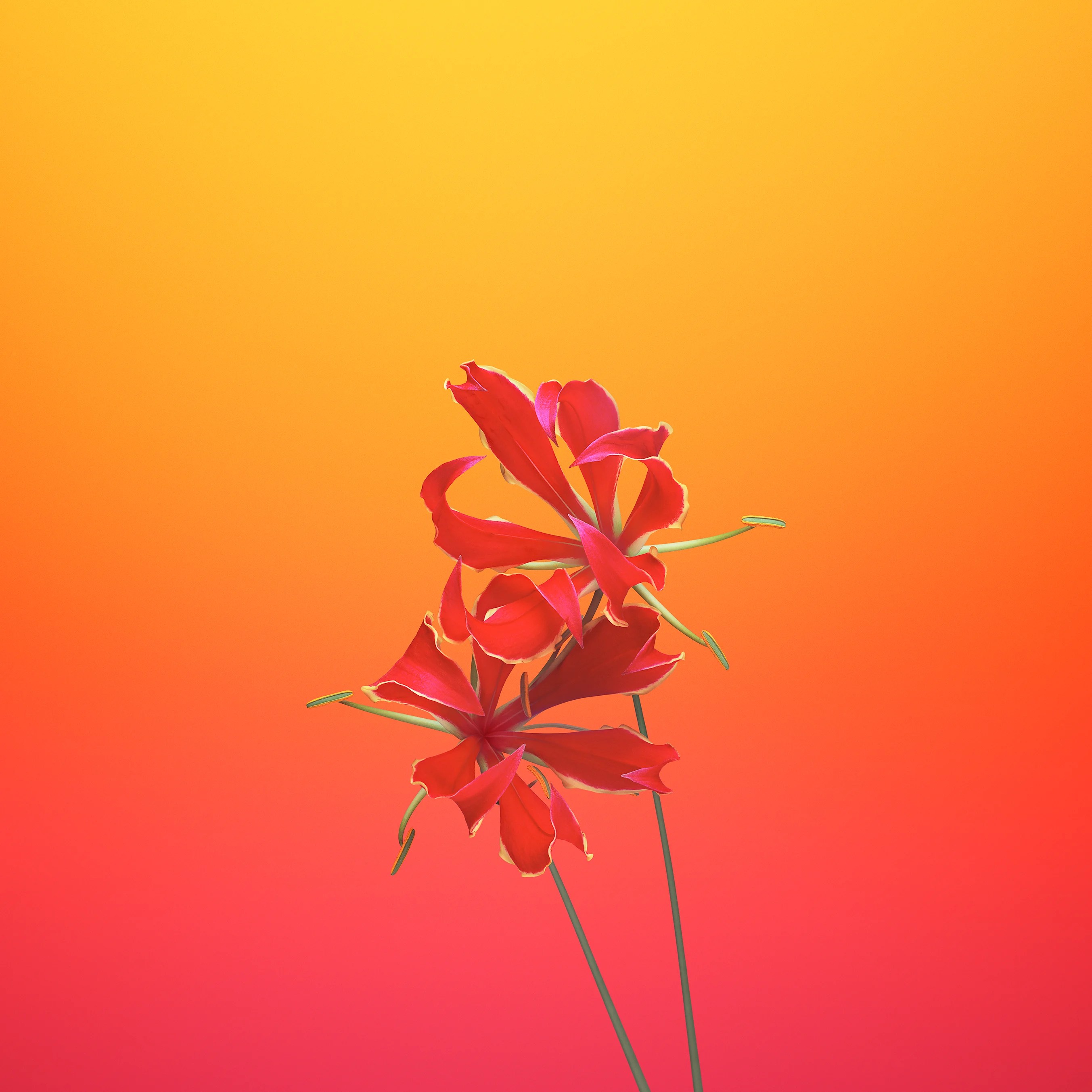 flower_gloriosa