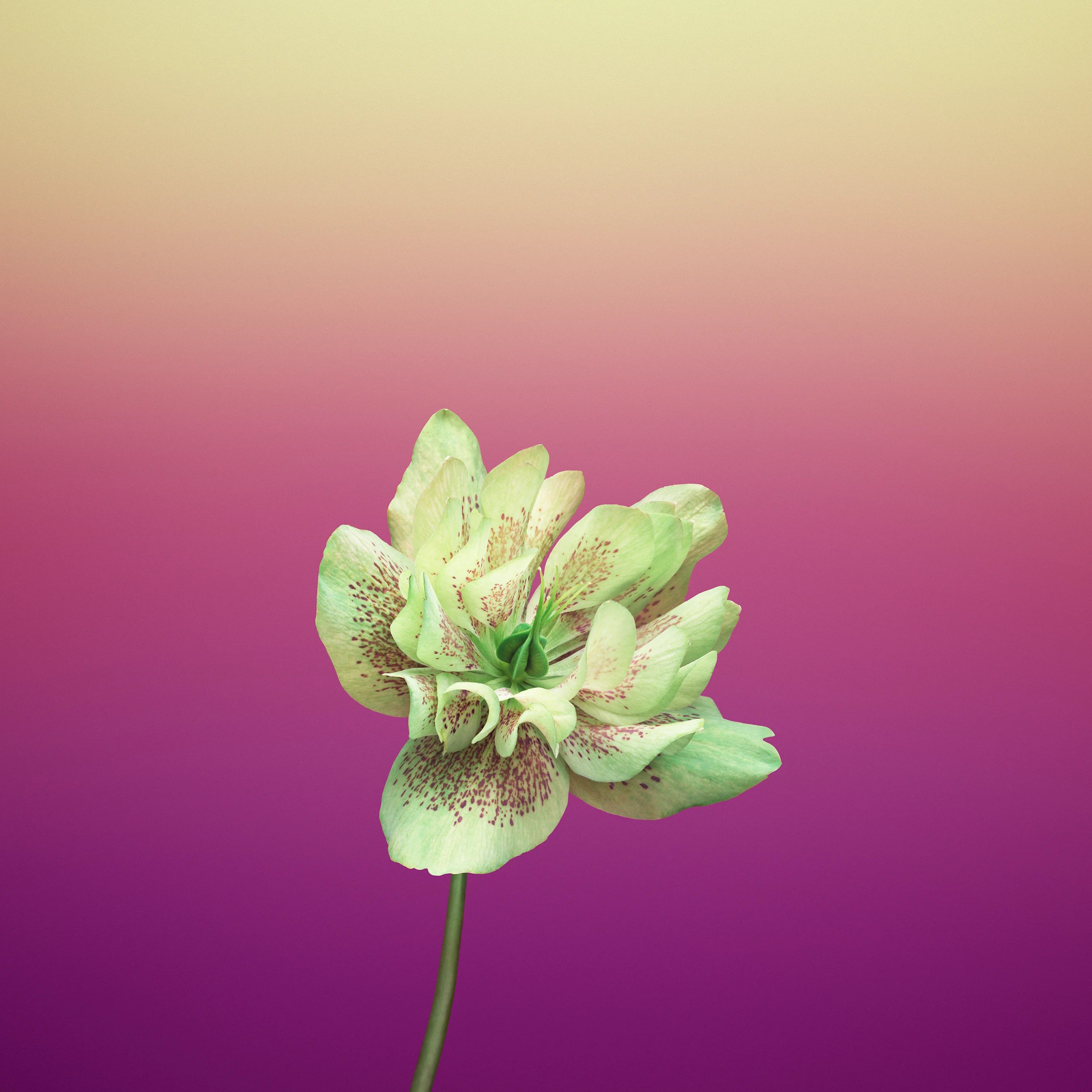 flower_helleborus