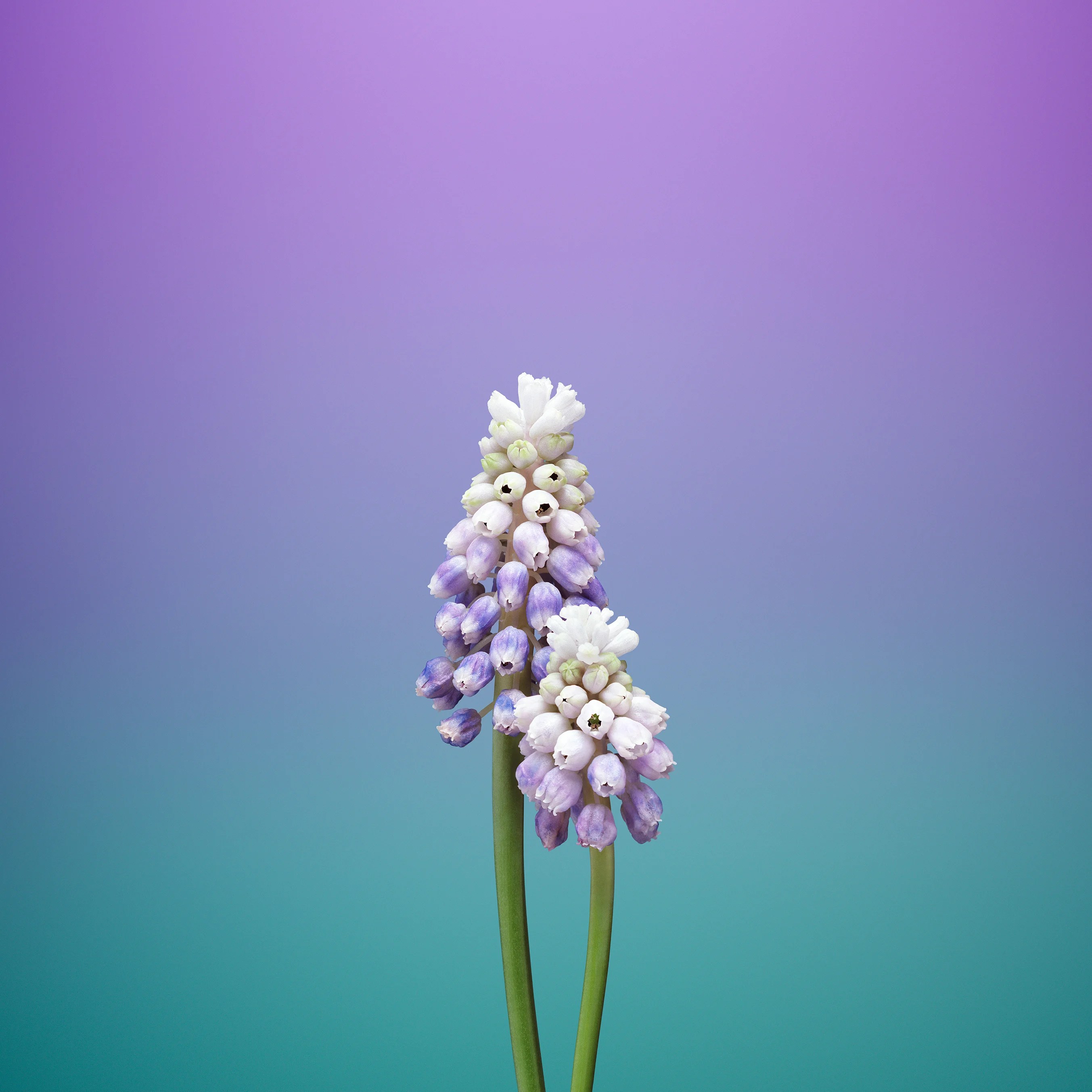 flower_muscari