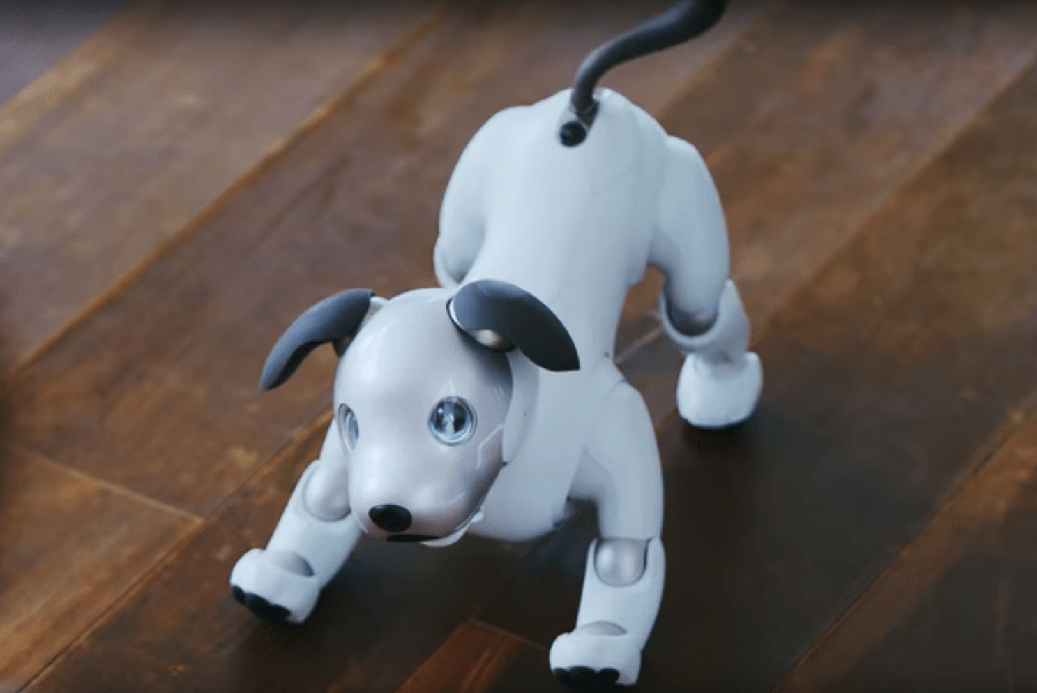 Le chien robot Aibo de Sony