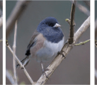 content_vogel_enhancenet
