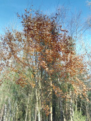 vernee-mix-2-photo-dcim-25