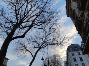 arbre-ciel