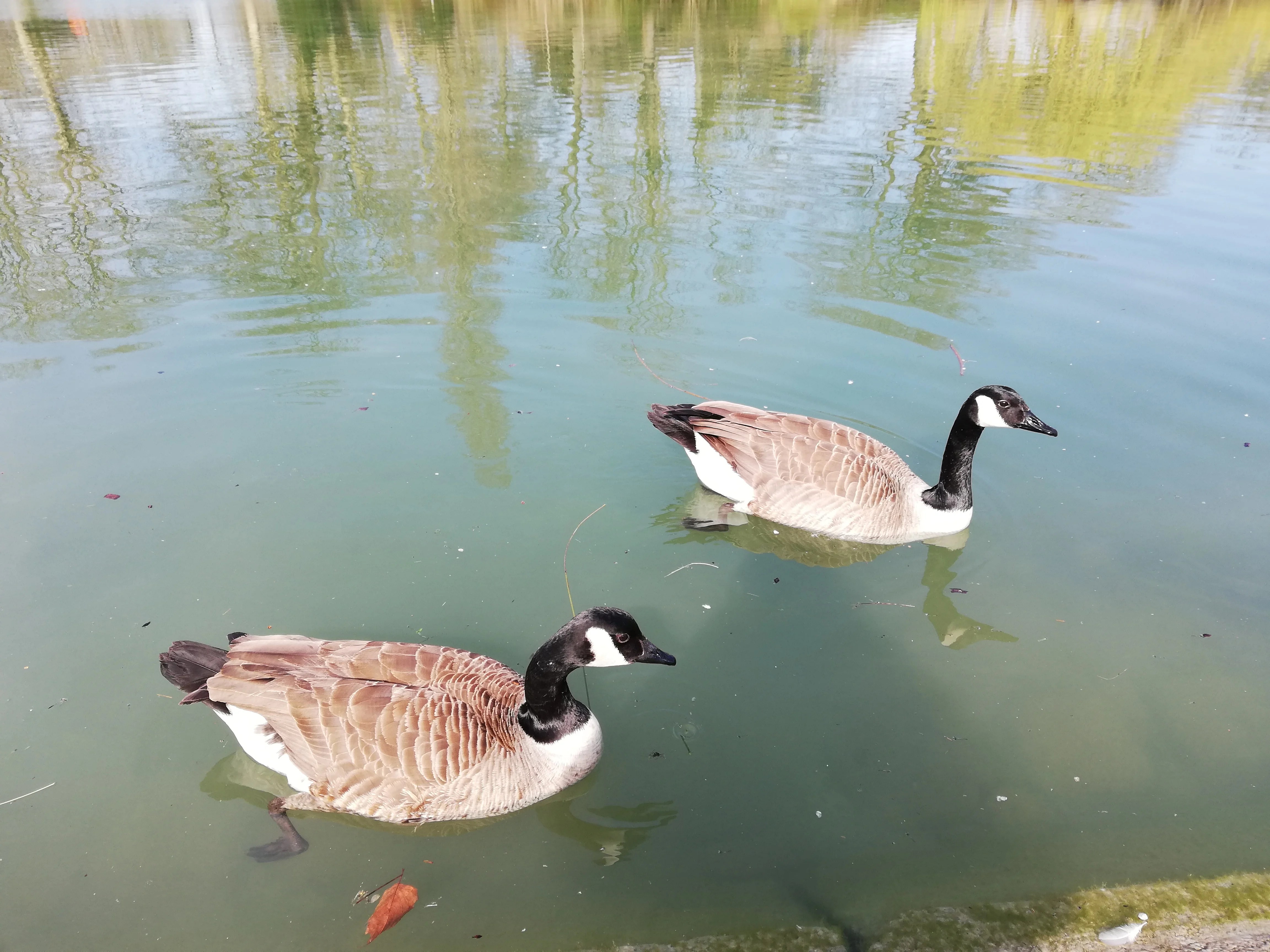 P20 Lite canards