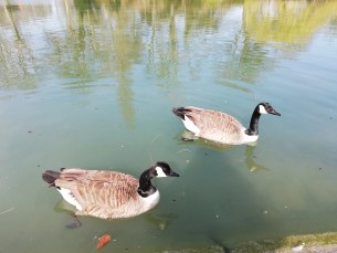 P20 Lite canards