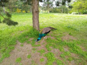IMG_20180429_121300348