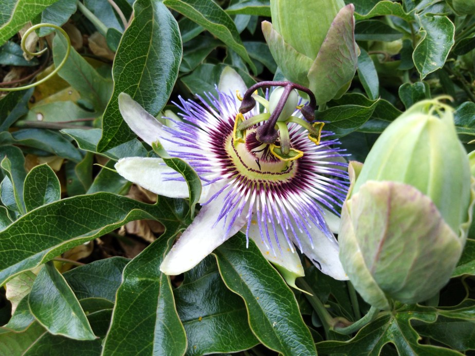 Huawei Y6 sample photo 09