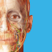 Atlas d’anatomie humaine 2023