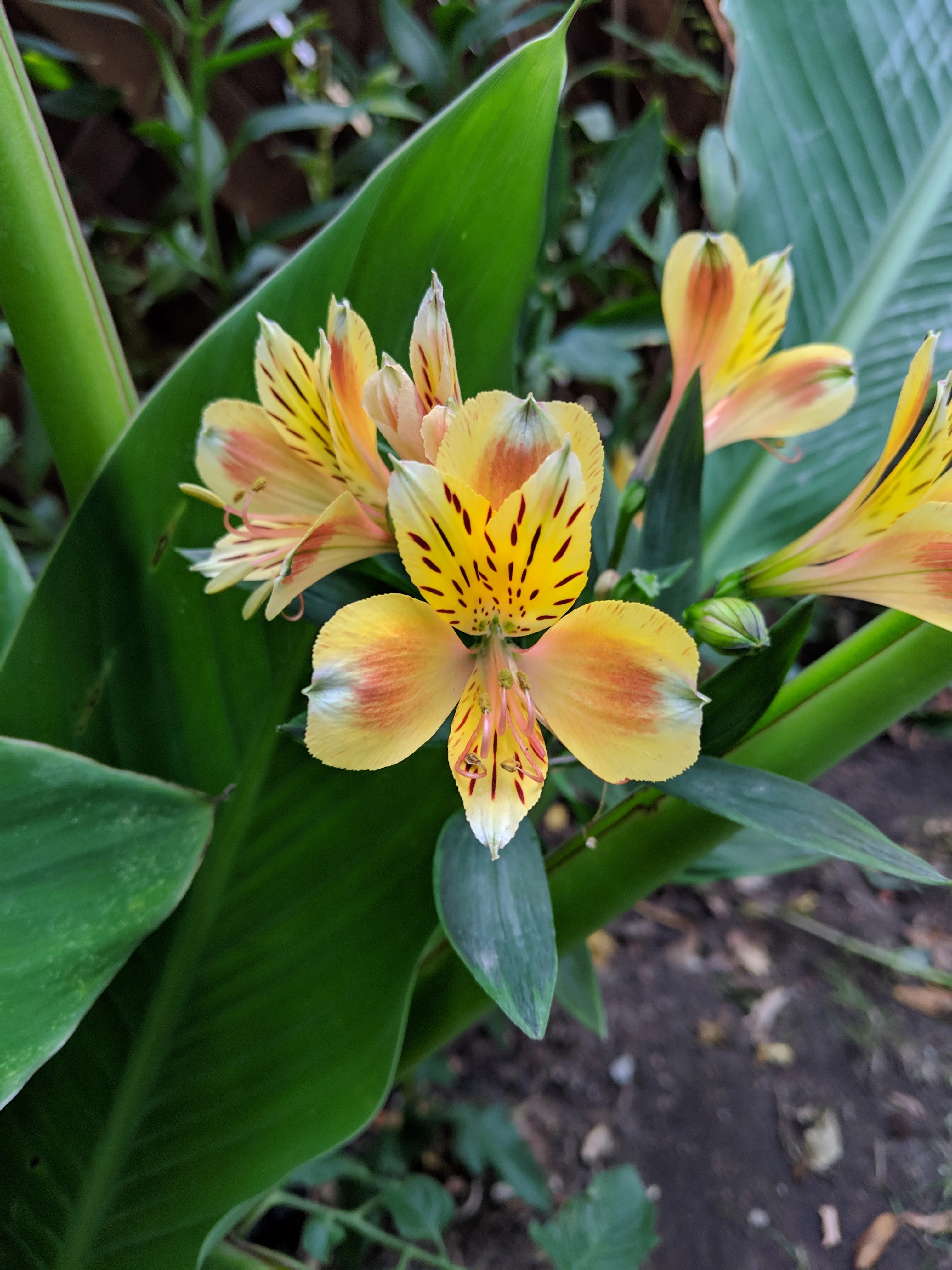 Une fleur en macro, prise avec le Google Pixel 3