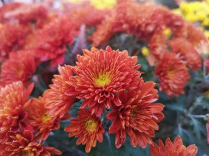 Photo de fleur 3