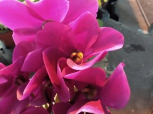IMG_20181107_142410685