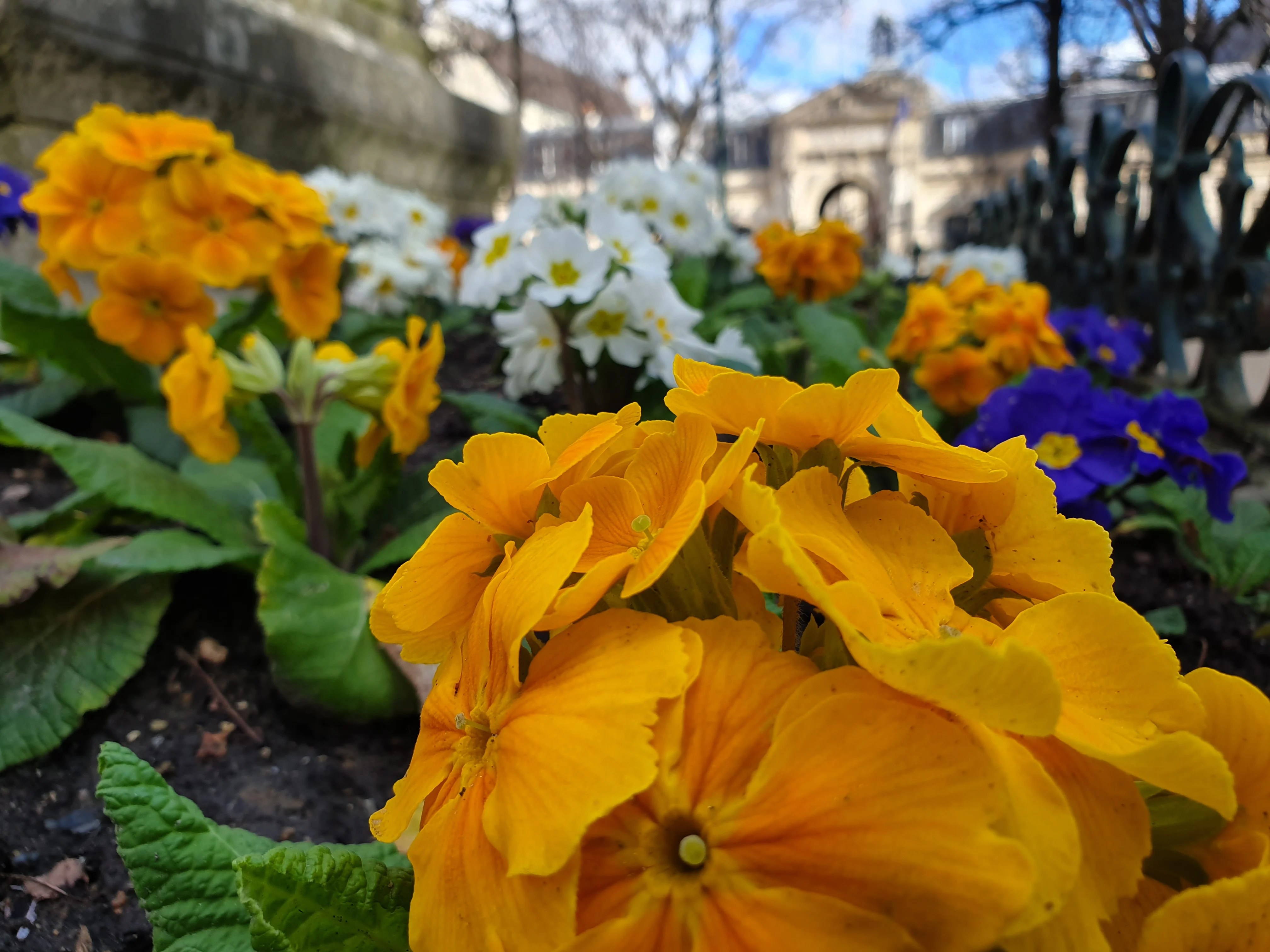 fleur parterre