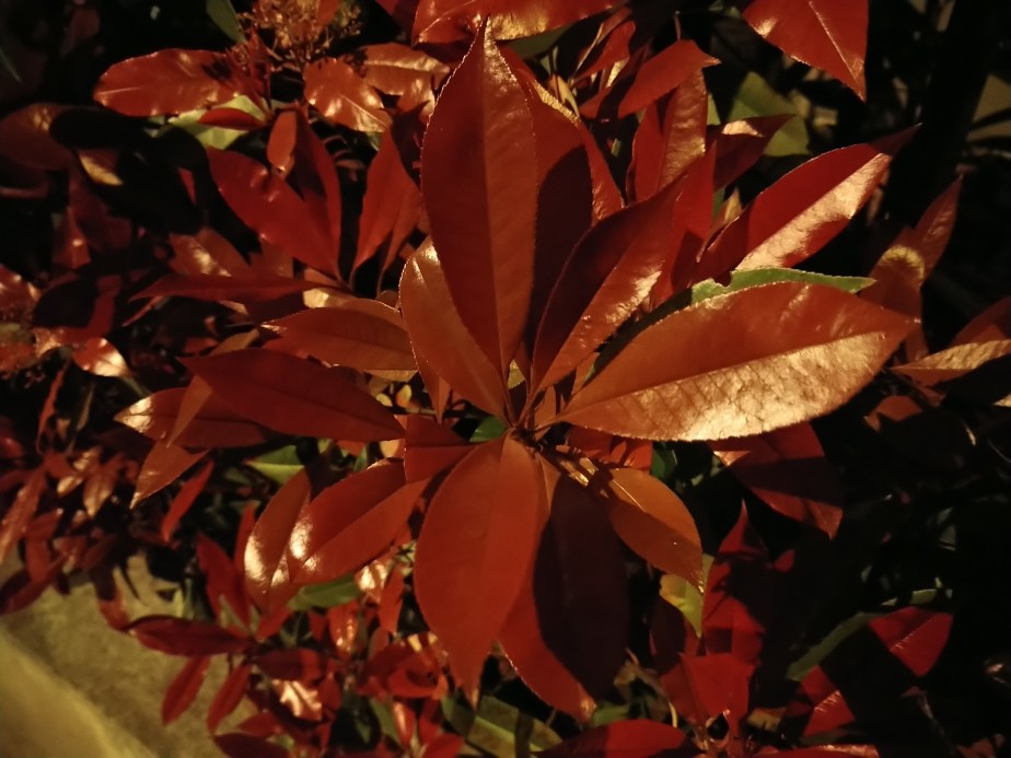 Sony Xperia 10 Plus photos nuit (1)