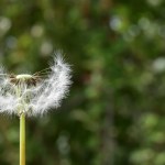 Allergies au pollen : les 3 meilleures applications pour s’en prémunir
