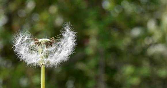 Ne vous faites pas avoir par le pollen ! // Source : JACLOU-DL