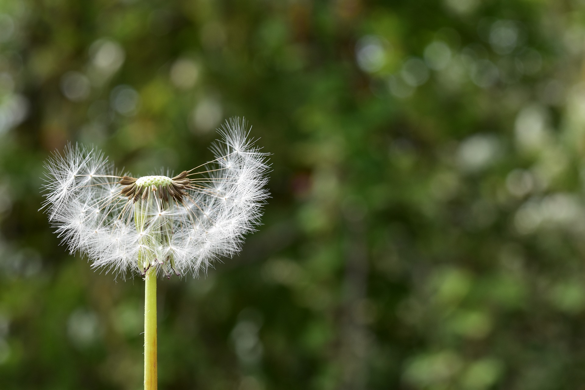 Pissenlit pollen