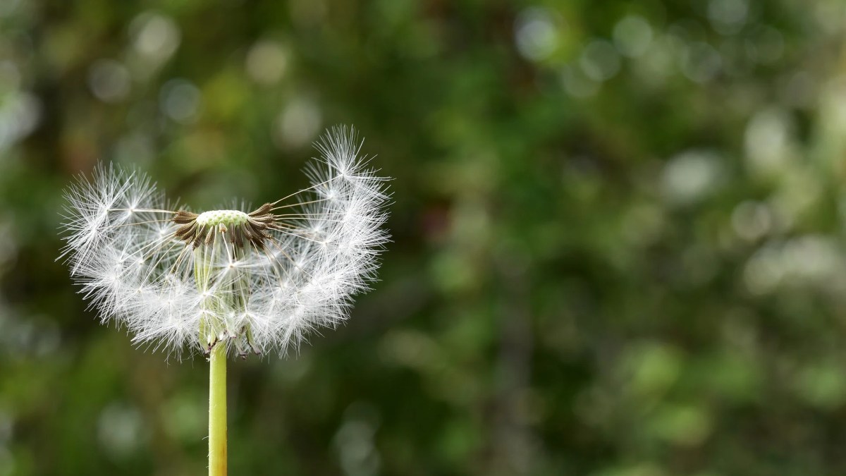 Pissenlit pollen