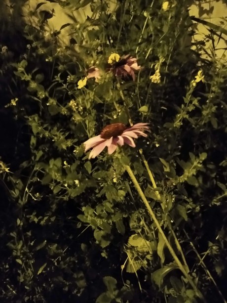 Moto G7 Power Photo 8