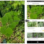 L’app de la semaine : les plantes et les fleurs n’ont plus aucun secret pour moi