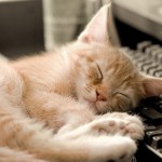 Votre chat ne dormira plus sur votre PC avec ce faux clavier chauffé