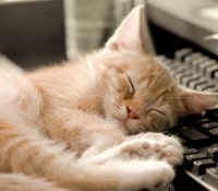 Chat dormir clavier