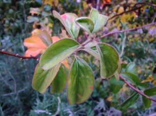 IMG_20191014_190145