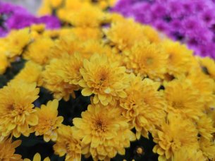 IMG_20191107_135141
