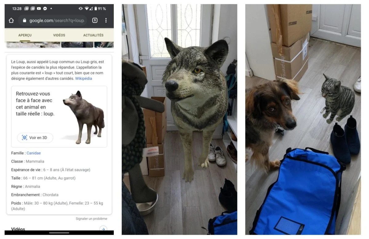 Google Search Animaux