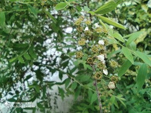 IMG_20200423_162329