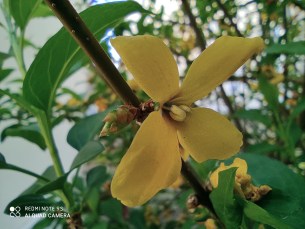 Fleur jaune en mode marco avec le Redmi Note 9S
