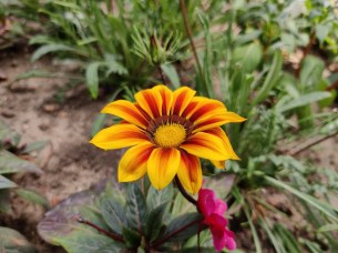 IMG_20200723_154415