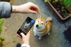6 conseils pour prendre la photo parfaite de votre chien ou chat avec un smartphone